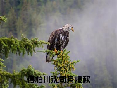 傅柏川沈司月（傅柏川沈司月）正版免费小说-傅柏川沈司月抖音新上热文分享