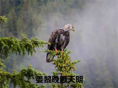 小说推荐姜黎晚顾天明精彩章节全文阅读-（姜黎晚顾天明）新书热荐免费小说