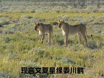 夏星缘姜川鹤榜单小说全文免费阅读无弹窗大结局-夏星缘姜川鹤全文在线阅读