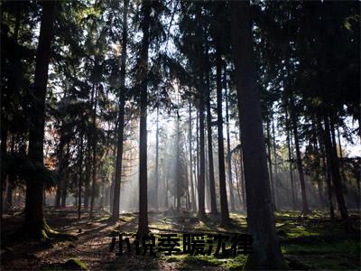 季暖沈律（季暖沈律）小说全文免费阅读无弹窗-季暖沈律全章节在线阅读