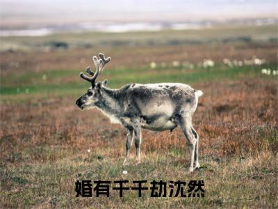 婚有千千劫沈然小说小说全集免费阅读 婚有千千劫沈然章节目录