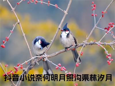 奈何明月照沟渠林汐月（奈何明月照沟渠林汐月）全文免费阅读无弹窗大结局_奈何明月照沟渠林汐月小说精彩免费试读