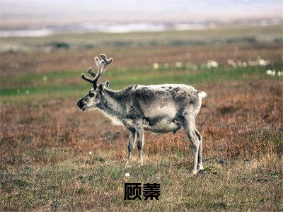 （热推新书）《快穿：满级娇软美人，大佬心尖宠》顾蓁无弹窗阅读_快穿：满级娇软美人，大佬心尖宠最新章节列表_笔趣阁