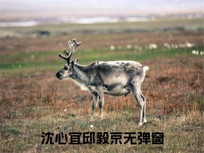 七零报恩爱难逢全文免费阅读无弹窗-（沈心宜邱毅京）七零报恩爱难逢最新章节列表在线阅读