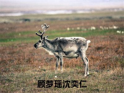 顾梦瑶沈奕仁（顾梦瑶沈奕仁）全文无弹窗阅读-顾梦瑶沈奕仁最新章节完整版阅读