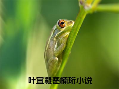 叶宜凝楚楠珩（叶宜凝楚楠珩）全文免费阅读无弹窗_叶宜凝楚楠珩全文免费阅读最新章节大结局_笔趣阁