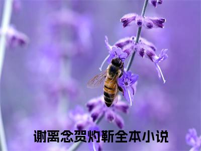 (番外)+(全文)谢离念贺灼靳：番外+全文+后续（谢离念贺灼靳）完整版小说阅读_谢离念贺灼靳：番外+全文+后续免费阅读_笔趣阁（谢离念贺灼靳）