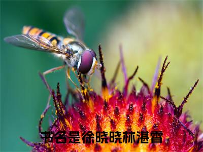 徐晓晓林湛霄（徐晓晓林湛霄：结局+番外）全文免费阅读无弹窗大结局_(徐晓晓林湛霄)最新章节列表_笔趣阁（徐晓晓林湛霄：结局+番外）