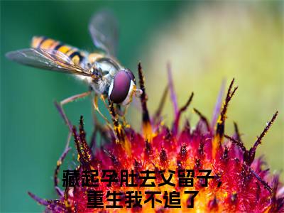 谢珩玉阿商小说（藏起孕肚去父留子，重生我不追了）全文免费阅读无弹窗大结局_藏起孕肚去父留子，重生我不追了小说最新章节_笔趣阁（谢珩玉阿商）