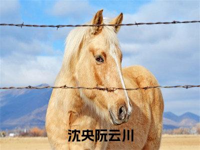 沈央阮云川（沈央阮云川）全文免费阅读无弹窗大结局_沈央阮云川全文免费阅读