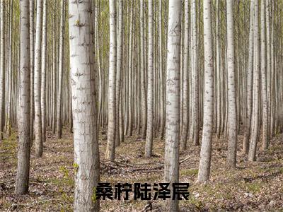 桑柠陆泽宸精彩章节免费阅读_（桑柠陆泽宸）桑柠陆泽宸抖音热推小说最新章节阅读