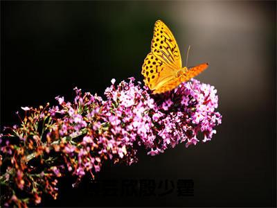 好书推荐小说傅芸欣殷少霆（殷少霆傅芸欣）-傅芸欣殷少霆全文免费阅读大结局