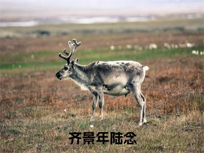 （齐景年陆念）完整版小说阅读，陆念齐景年小说精彩免费试读