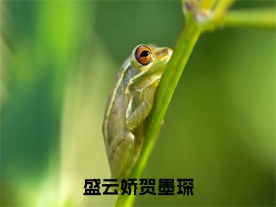 盛云娇贺墨琛「精彩小说」无弹窗阅读 贺墨琛盛云娇大结局阅读