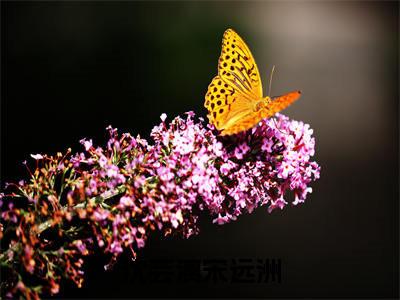 沈芸漓宋远洲热门小说目录推荐 宋远洲沈芸漓全文完整版阅读
