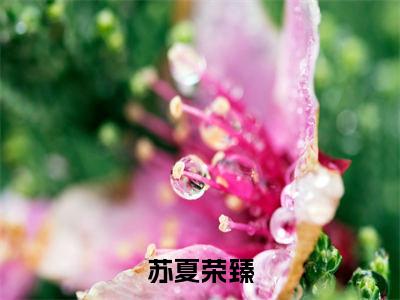 荣臻苏夏（苏夏荣臻）全文免费阅读无弹窗大结局_荣臻苏夏全文免费阅读（苏夏荣臻）最新章节列表_笔趣阁（荣臻苏夏）