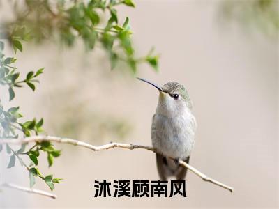 顾南风沐溪全文免费阅读大结局 沐溪顾南风最新章节列表