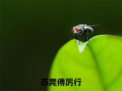 小说傅厉行苏莞苏莞傅厉行求书热文免费阅读-傅厉行苏莞小说分享全文苏莞傅厉行