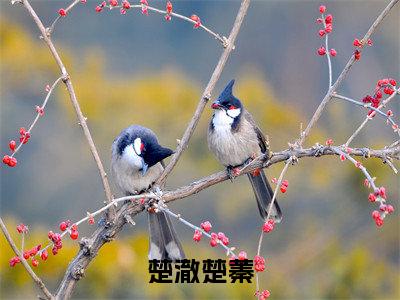 楚澈楚蓁精彩章节在线阅读_楚蓁楚澈免费观看（楚澈楚蓁）完结版_笔趣阁（楚蓁楚澈）