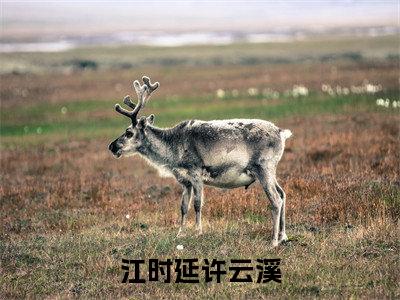 江时延许云溪（许云溪江时延）热门小说盘点在线阅读-全网推荐小说许云溪江时延全文