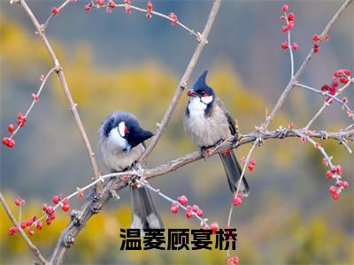 温菱顾宴桥（顾宴桥温菱大结局小说全集完整版）_（顾宴桥温菱小说）温菱顾宴桥全文阅读笔趣阁