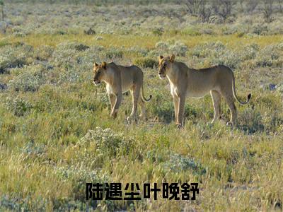 叶晚舒陆遇尘全文免费阅读大结局-陆遇尘叶晚舒最新章节列表-笔趣阁