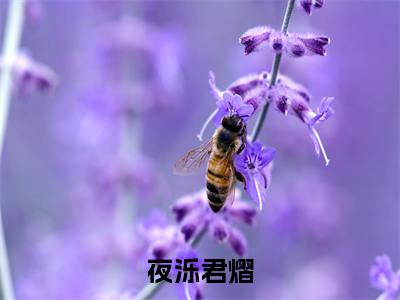 夜泺君熠小说最新章节阅读-小说夜泺君熠（夜泺君熠）已完结小说精彩大结局