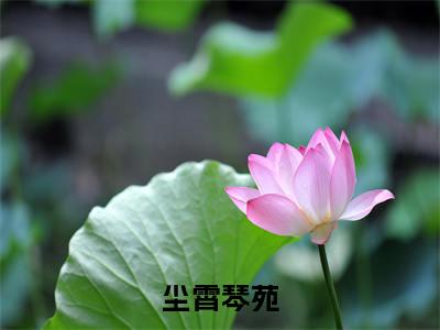 琴苑尘霄（尘霄琴苑）最后结局如何-最火热点小说尘霄琴苑最新更新