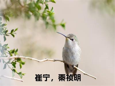 秦祯明，崔宁（崔宁，秦祯明）免费小说-崔宁，秦祯明全文在线阅读