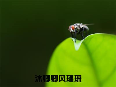 沐卿卿风瑾琛（风瑾琛沐卿卿）全文免费阅读无弹窗大结局_（沐卿卿风瑾琛全文免费阅读无弹窗）最新章节列表