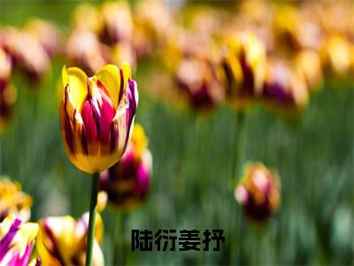 陆衍姜抒在线阅读（姜抒陆衍）全文免费阅读无弹窗大结局_（陆衍姜抒全文免费阅读）最新章节列表