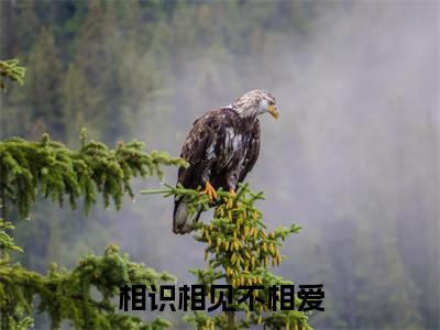 热文姜湘念陆止麟小说全文阅读_相识相见不相爱（姜湘念陆止麟）全文免费阅读最新章节列表