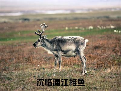 沈临渊江稚鱼江稚鱼沈临渊小说全文免费阅读无弹窗大结局_（江稚鱼沈临渊）最新章节列表笔趣阁