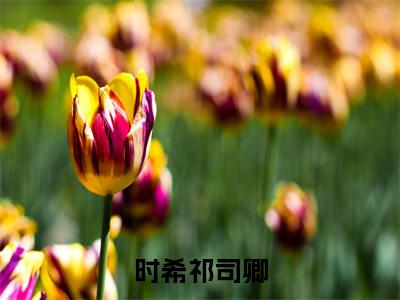 祁司卿时希（时希祁司卿）全文小说免费阅读-祁司卿时希最新章节列表_笔趣阁