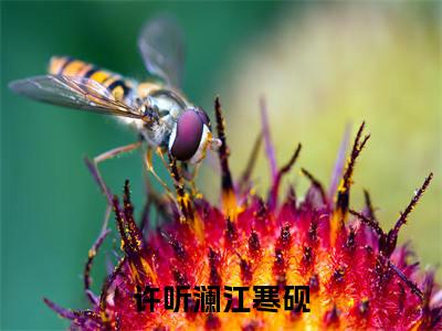 小说许听澜江寒砚完整版在线阅读江寒砚许听澜精选小说推荐试读