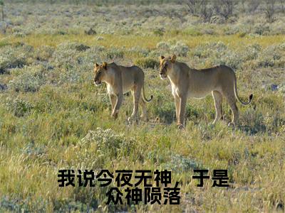 我说今夜无神，于是众神陨落（言晃）全文免费完结版阅读_（言晃）我说今夜无神，于是众神陨落最新章节列表笔趣阁