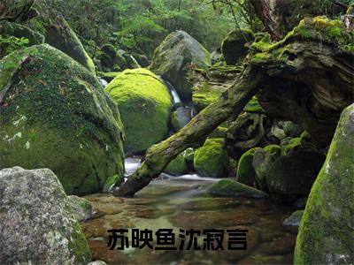 苏映鱼沈寂言（苏映鱼沈寂言）小说全文无删减-苏映鱼沈寂言小说免费阅读大结局