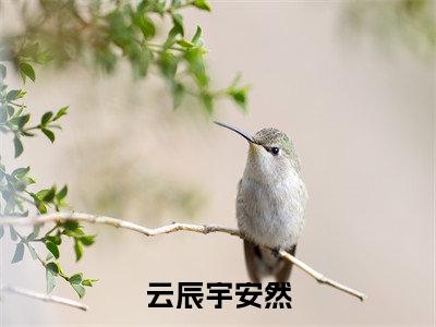 云辰宇安然全文（安然云辰宇）全文免费阅读无弹窗大结局_（安然云辰宇）云辰宇安然最新章节列表