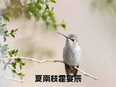 夏南枝霍宴辰夏南枝霍宴辰小说-夏南枝霍宴辰小说全文免费阅读