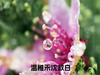 沈叙白温稚禾最新章节（温稚禾沈叙白）全文免费阅读无弹窗大结局_沈叙白温稚禾免费阅读（温稚禾沈叙白）