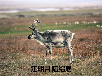 江明月陆绍庭（江明月陆绍庭）全文免费阅读无弹窗大结局_（江明月陆绍庭）江明月陆绍庭最新章节列表