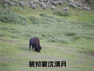 沈清月裴知宴小说（裴知宴沈清月）全文免费阅读无弹窗大结局_沈清月裴知宴小说最新章节列表_笔趣阁