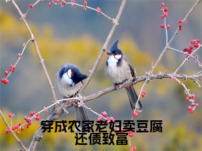 经典小说穿成农家老妇卖豆腐还债致富无广告小说免费阅读郑晴琅全章节免费阅读