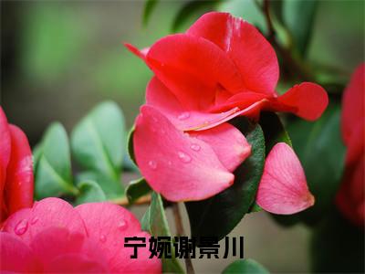 宁婉谢景川（宁婉谢景川）全文免费阅读无弹窗大结局_（宁婉谢景川）宁婉谢景川最新章节列表_笔趣阁