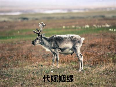 代嫁姻缘（婉宁张青竹）最火免费小说最新更新-代嫁姻缘（婉宁张青竹）全文已更新最新章节