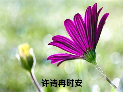 许诗冉时安（时安许诗冉）全文免费阅读无弹窗大结局_（时安许诗冉）小说免费阅读无弹窗最新章节列表