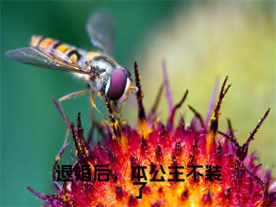退婚后，本公主不装了小说（谢云淮虞清颜）全文免费阅读无弹窗大结局_退婚后，本公主不装了全文免费完结版阅读（谢云淮虞清颜）