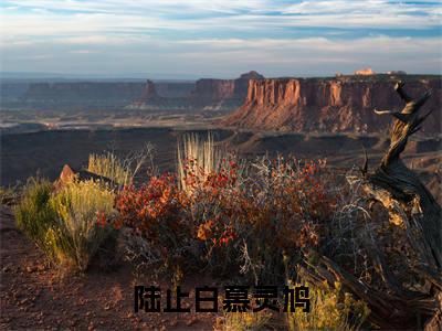 陆止白慕灵鸠全文免费阅读_（慕灵鸠陆止白免费阅读无弹窗）慕灵鸠陆止白最新章节列表笔趣阁