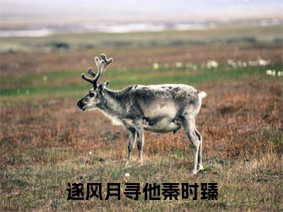 遂风月寻他秦时臻（宋清欢秦时臻）小说全文免费阅读无弹窗大结局_遂风月寻他秦时臻最新章节列表